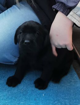 Labrador sucht liebevolle Familie - Buttelstedt
