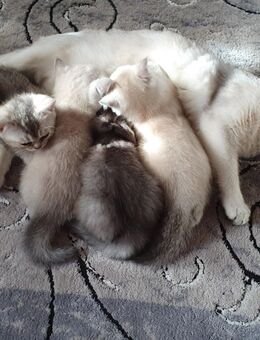 Bkh Kätzchen - Wehr (Baden-Württemberg)