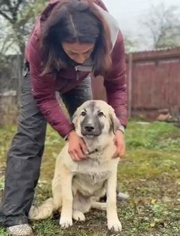 🐾Sanfter Goldie sucht dich🐾 - Eislingen (Fils)