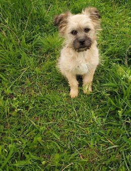 Kleine Lotti🌺sucht liebevolle Familie - Seggebruch