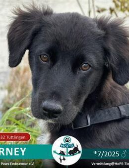 Barney auf PS in 78532 Tuttlingen - Leimen (Baden-Württemberg)