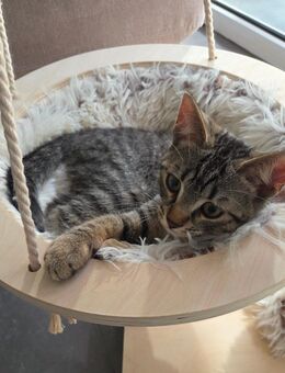 Geimpfter 4 monatiger Kater zu verkaufen. Bei Bedarf mit Ausstattung - Breitenheim
