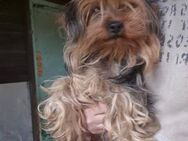 Kira 6-jährige Yorkshire Terrier sucht K - Kassel