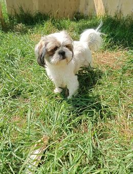 Shih Tzu Mädchen Yuki - Tholey