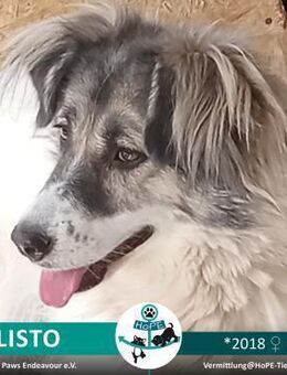 CALISTO - 2018 - Leimen (Baden-Württemberg)