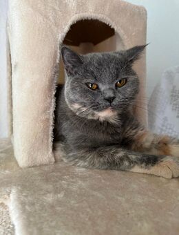 BKH Katze Blue Tortie - Bremen