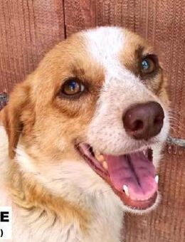 Kleine Hündin Hope sucht liebe Menschen - Neuhausen (Fildern)