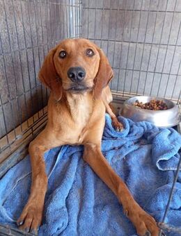 Kanelos, schüchterner Herzenshund, ca. 1 - Vaterstetten