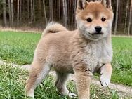 Reinrassige Shiba lnu Rüde - Letschin