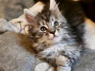 Reinrassiges F1 Maine Coon Kätzchen - Meerane Zentrum