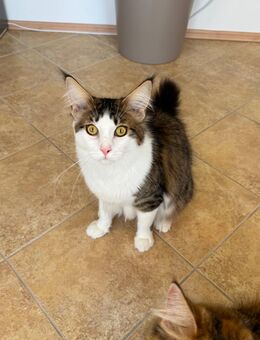 Maine Coon - Allendorf (Eder)