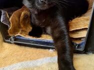 PAMI sucht FÜR IMMER Zuhause ♥️ - München