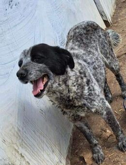 Kora - möchte ankommen - Dreikirchen