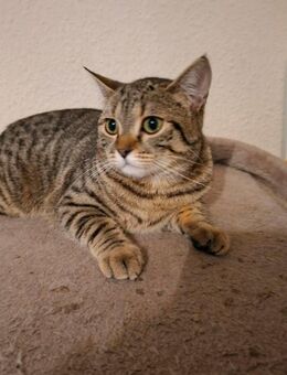 Seltenene bkh golden black tabby - Würselen