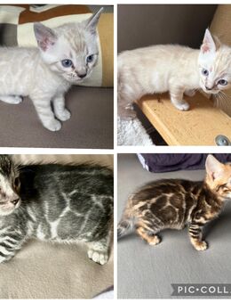 Wunderschönen Bengal Kitten mit Stammbaum - Dortmund