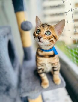 Einzigartiger Bengal Kitten - geimpft, kerngesund & bereit für ihr neues Abenteuer - Augsburg