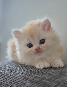BKH Kitten - Worpswede