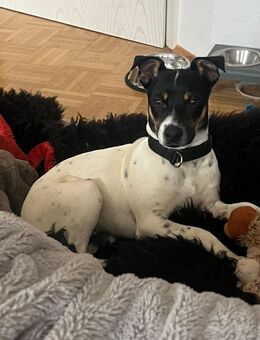 Redford - lernwillig und sozial - Heppenheim (Bergstraße)