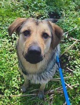 Elisa braucht DRINGEND eine neue Familie - Berlin