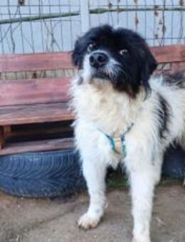 Otto sucht ein Zuhause! - München