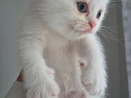 Britisch Kurzhaar - Kitten ( 3 Kater ) - Hannover Misburg-Anderten