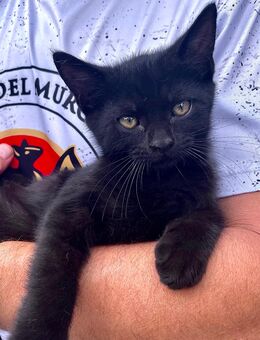 Zutrauliche Babykatze (BKH-Mix) sucht ein Zuhause - Schönewalde Zentrum