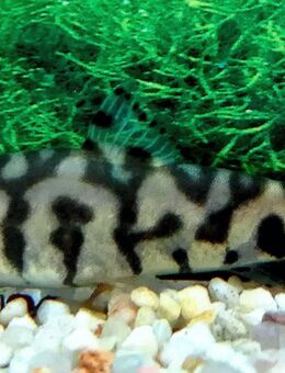 Netzschmerlen - Hohenroth