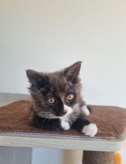 2 Zuckersüße Kitten - Meißen