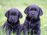 Labradorwelpen Gaya und Gustav abgabebereit - Schmalkalden