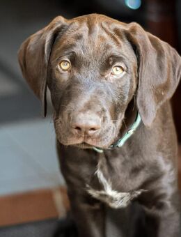 Labrador / Deutsch Drahthaar Mischlingswelpen - Rubkow