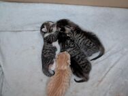 Katzenbabys EKH - Heinsberg