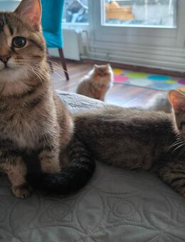 Britisch Lang und Kurzhaar 🐈‍⬛ Abgabe ab sofort! - Berlin