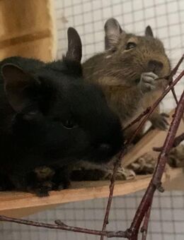 4 weibliche Degus - Henstedt-Ulzburg