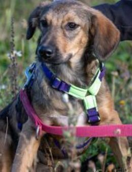 Hier kommt Tina - Siggelkow