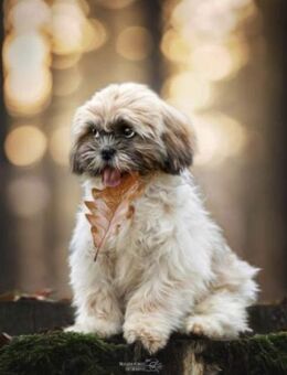Shih Tzu -kleiner Lausbub - Wettenberg