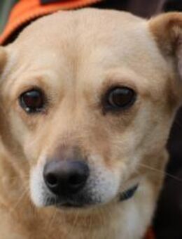 Kiani - verschmust u. sehr lieb - Lohra