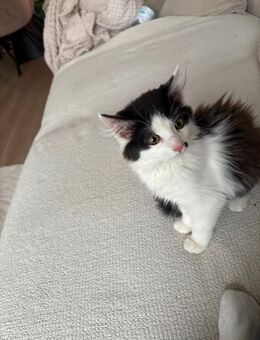 Süßes Kätzchen - München