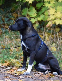 Unsere sehr verschmusten Labradormischlinge Patchworkfamile 11 Monate alt suchen noch ein Zuhause (Endgröße zwischen 40-55 cm ) - Angern