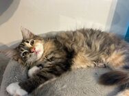 2 zauberhafte Maine-Coon-Norweger-Mix Kätzchen suchen dringend ein liebevolles Zuhause! - Weiden (Oberpfalz)