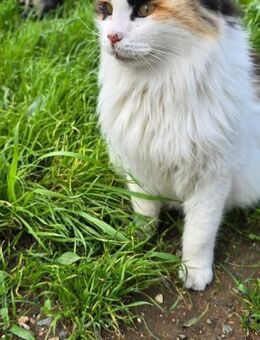 Breezy - flauschiges Wölkchen - Kirchheim (München)