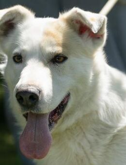 MAIA - Schlaues Köpfchen - Obertshausen