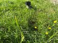 Süße Chinese Crested Welpies suchen ihr Traum zuhause in 96145