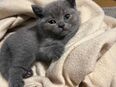Bkh kitten ❤️ reinrassig in 30823
