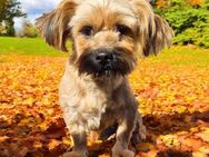 💜Aron💜 2-jähriger Shih Tzu Yorki Mix - Kassel