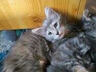 Maine Coon Kitten - Helmbrechts