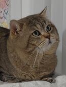 Deckkater Felix in 65428