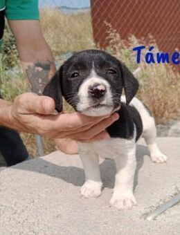 Támesis sucht Begleitung 3/25 ESP - Ruppertsecken
