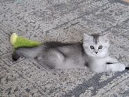 Bkh Kitten mit blauen Augen. Reinrassige Kitten. - Gerlingen