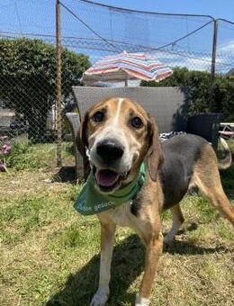 Blinder, liebenswürdiger Omir - Essen