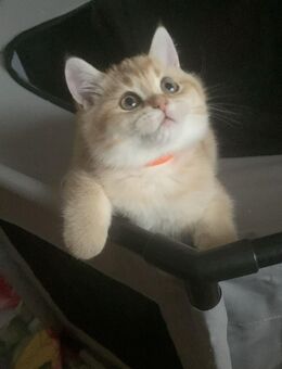 Reinrassige BKH-Mädchen (black golden shaded) mit Stammbaum allen Impfungen EU Ausweis und Mikrochip - Baden-Baden